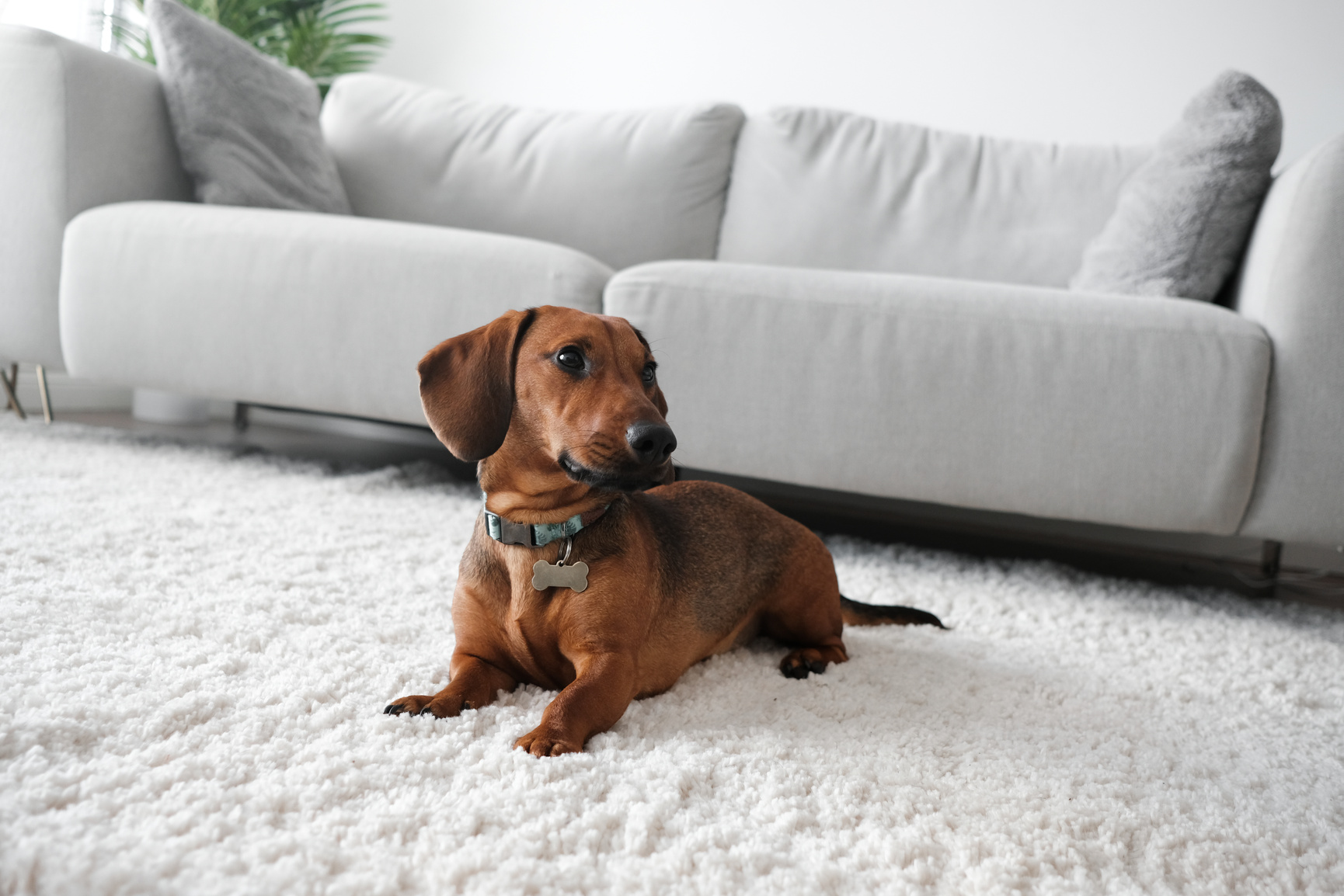 Dog sitting on rug